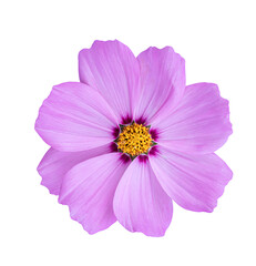 Cosmos flower Isolated on transparent background - PNG format.