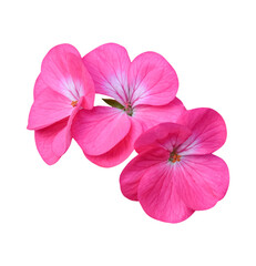 Flower of Geranium isolated on transparent background - PNG format.