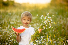 Cute Little Toddler Child, Blond Boy, Eating Watermelon In Beautiful Daisy Field