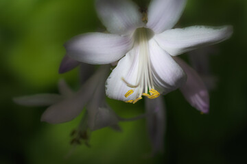 Wall Mural - a shallow depth of field on this white wild flower helps draw your attention to the yellow stamen. w