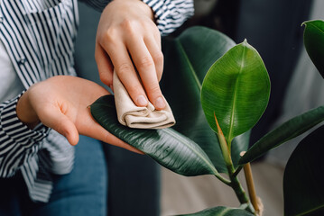 Top view of female hands wiping dust from big green leaves of plant. Unrecognizable caring young woman cleans indoor plants, takes care leaf. Gardening, housewife and housework chores concept