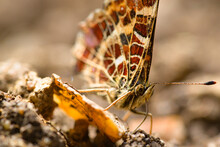 Vanessa Cardui Butterfly Macro On The Ground