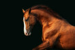 Portrait of running horse isolated on black. Don breed horse.