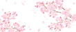 春の花：桜と散る花びらのアシンメトリー背景。　水彩イラスト（透過背景）