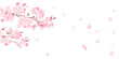 春の花：さくらと散る花びらの背景。　水彩イラスト（透過背景）