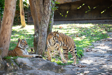 tiger in the open zoo