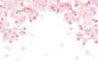 桜と散る花びらのアーチ型フレーム。水彩イラスト（ベクター。レイアウト変更可能）