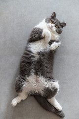 Sticker - British Shorthair cat lying on the floor with exposed belly