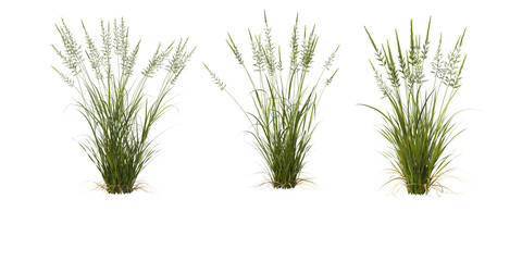 Wall Mural - Grass on a transparent background
