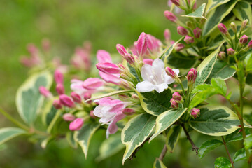 Wall Mural - Abundant pink flowers of Weigela florida in mid May