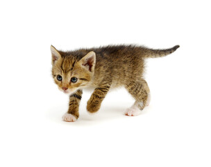 Wall Mural - Kitten isolated on white