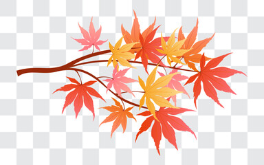 Wall Mural - Autumn Maple branches isolated on fake transparent background vector illustration