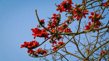 Close-up Image Of Red Shimul Flower. Beautiful Fire-red Gorgeous Flowers Blooming On The Branches Of Shimul Or Red Silk-cotton Tree. Red Flowers View In On Against The Sky.