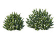 © jomphon - Shrubs and flower on a transparent background