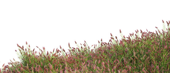 Wall Mural - Grass blossoms on a transparent background
