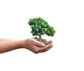 Wall Mural - Tree plant in hand isolated on transparent background - PNG format.