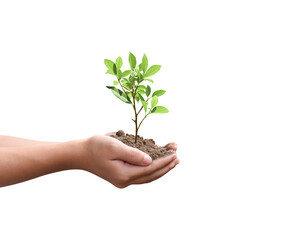 tree plant in hand isolated on transparent background - png format.