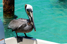 Pelican Resting On A Caribbean Pier