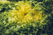 Green fresh curly salad (frisee)