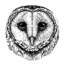 Barn Owl. Sketch,  Graphic Portrait Of An Owl On A White Background. Digital Vector Drawing.