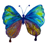 Fototapeta Motyle - Butterfly watercolor1