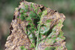 Cercospora leaf spot (Cercospora beticola) infection on a sugar beet plant.