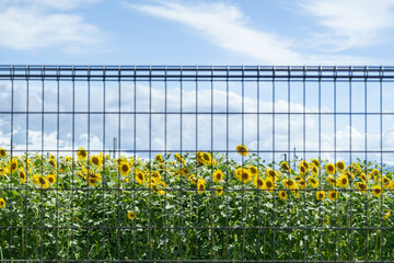 Wall Mural - フェンス越しのひまわりの花