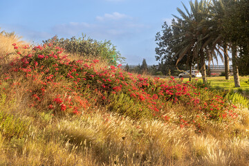 Poster - Thickets of cereals, bougainvillea and olive trees in a park near a road in Israel