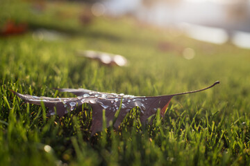 A brown autumn oak leaf with raindrops on it lies on a green sunny meadow