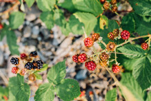Wild Ripe And Unripe Green Red Black Blackberries Brambles Thorns Summer August