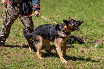 Wall Mural - German Shepherd attacking dog handler during aggression training.