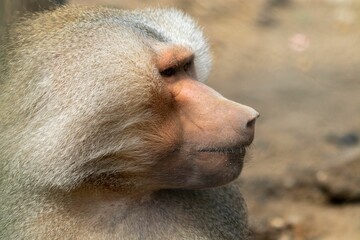 Poster - Closeup shot of a baboon monkey on a blurry background