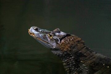 Wall Mural - Closeup shot of a brown crested crocodile with water in the background