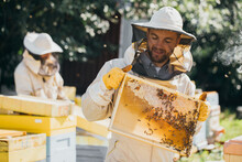 Closeup Portrait Of Beekeeper Holding A Honeycomb Full Of Bees. Beekeeper In Protective Workwear Inspecting Honeycomb Frame At Apiary. Beekeeping Concept.
