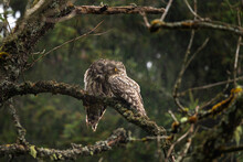Ural Owls Are Snuggling. Owl In The Forest During Rain. Ornithology In Europe.  
