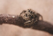 jumping spider.macro photo with blurred background. space for text