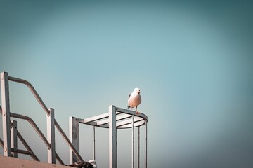 Wall Mural - Single seagull standing on a metal construction against a cloudless sky