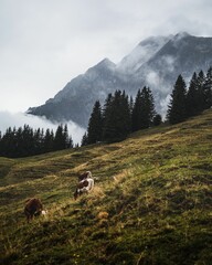 Poster - Beautiful view of cows grazing on a hill and mountains with clouds in a background