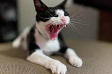 Closeup Of A Yawning Black And White Cat Lying On A Sofa