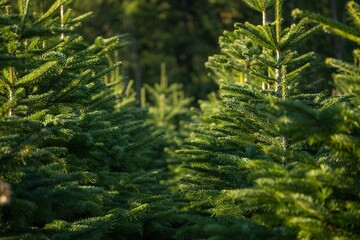 Wall Mural - Christmas trees in rows