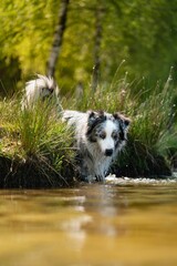 Wall Mural - Adorable Australian shepherd playing in water under the bright sunlight