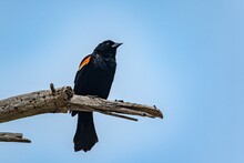 Tricolored Blackbird Sitting On The Tree Branch On A Sunny Day - Agelaius Tricolor
