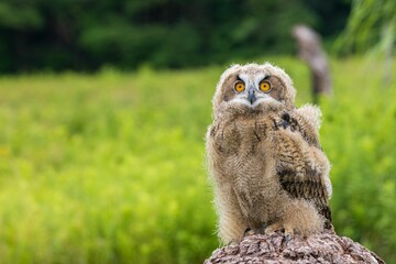 Wall Mural - Closeup shot of an owl perching on a stone