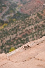 Closeup Shot Of A Brown Spider On A Rock