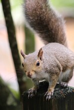 Vertical Shot Of An Eastern Gray Squirrel Sitting On The Wooden Log