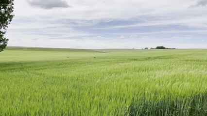 Poster - Video of a beautiful prairie with green grass blowing in the wind under a cloudy sky