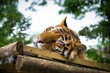 Tired Bengal tiger sleeping on a wooden surface