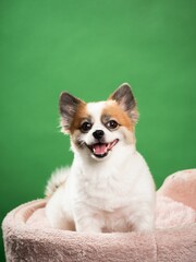 Wall Mural - Portrait of the cute fluffy puppy of pomeranian spitz. Copy space for text.