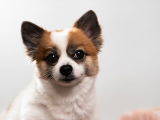 Poster - Portrait of the cute fluffy puppy of pomeranian spitz. Copy space for text.