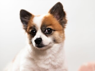 Poster - Portrait of the cute fluffy puppy of pomeranian spitz. Copy space for text.